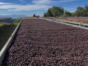 I Feria Artesanal de Café, Cocuy, Cacao y Miel destacan por su aporte económico al país