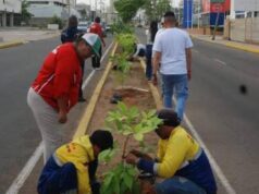 Maracaibo impulsa nueva ordenanza para fortalecer la arborización urbana con enfoque ambiental