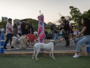 Domingo 6 de septiembre: Alcaldía de Maracaibo invita a la primera “Caminata en Manada” por el bienestar canino