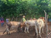 IPAUPMA inició en San Isidro Plan Nacional de Caracterización de la Ganadería Bovina