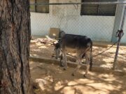 Maracaibo inicia consultas públicas para reformar la Ordenanza de Protección y Tenencia Animal
