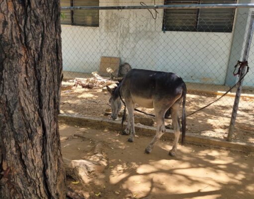 Maracaibo inicia consultas públicas para reformar la Ordenanza de Protección y Tenencia Animal