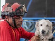 Alcalde Di Martino: «Tsunami, el canino rescatista, llegará a Maracaibo para recibir homenaje»