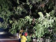 Vientos huracanados tumbaron árboles: Alcaldía de Maracaibo mitigó riesgos